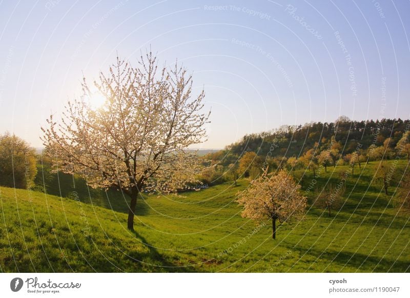 glowing trees Cloudless sky Spring Beautiful weather Tree Blossom Blossoming Illuminate Free Fresh New Soft Blue Green White Spring fever Contentment Energy