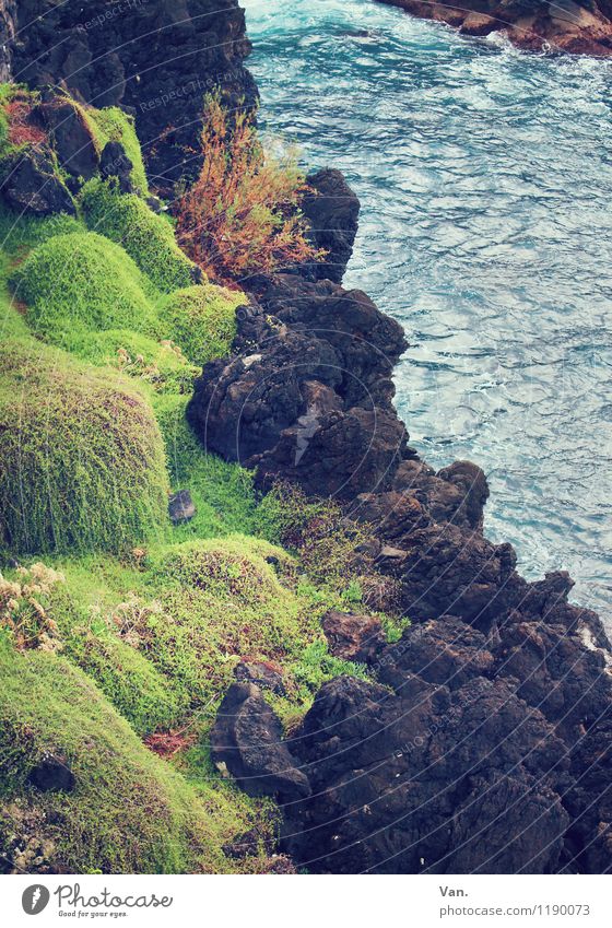 tricolor Summer vacation Nature Landscape Elements Water Grass Moss Rock Waves Coast Ocean Blue Brown Green Colour photo Subdued colour Exterior shot Detail