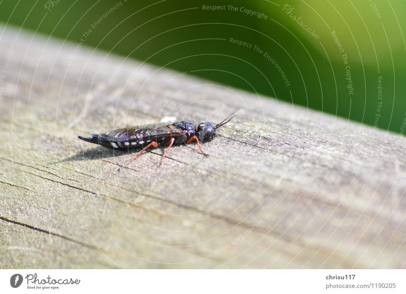 alien insect Nature Sunlight Spring Animal Wild animal 1 Looking Exotic Friendliness Thin Black Insect Colour photo Exterior shot Close-up