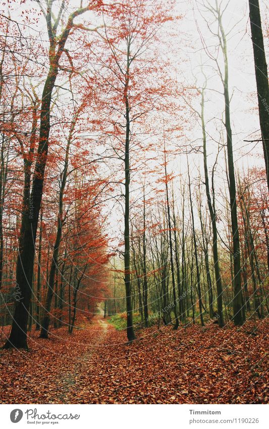 Habschd. Environment Nature Plant Beautiful weather Forest Esthetic Natural Brown Green Black Emotions Autumn Autumn leaves Colour photo Exterior shot Deserted