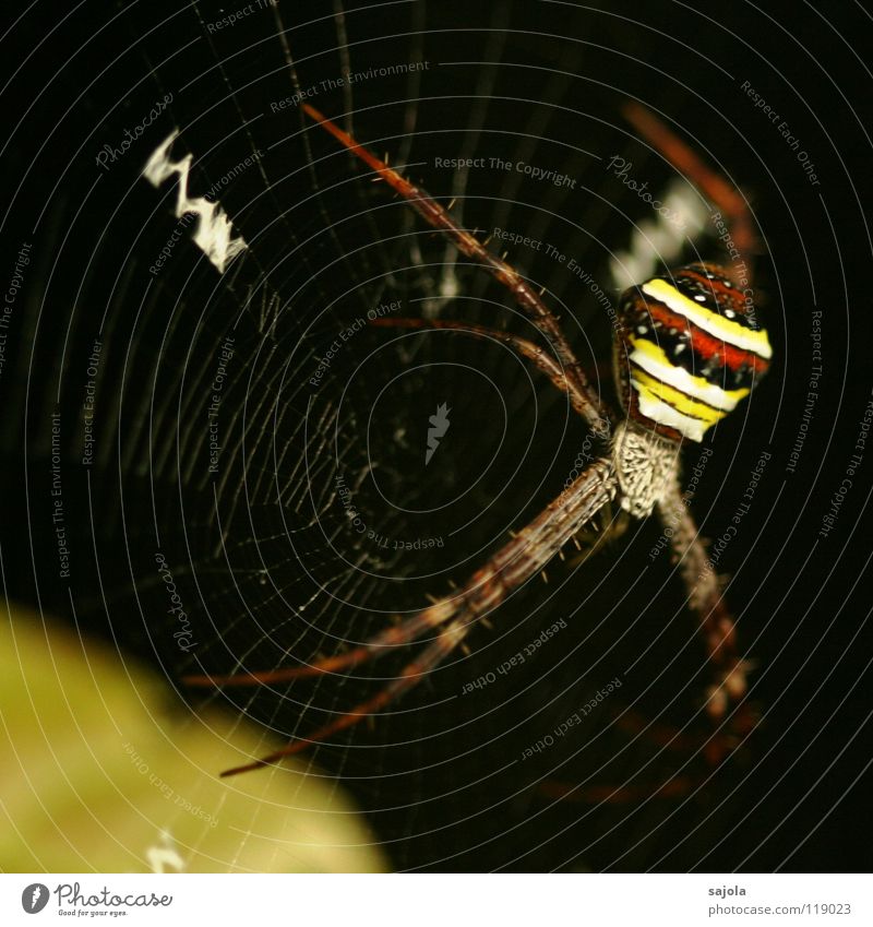 argiope II Nature Animal Virgin forest Spider 1 Stripe Net Disgust Yellow Red Black Striped Legs Head Orb weaver spider Singapore Spider's web Asia