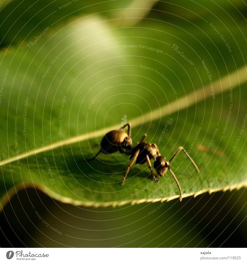 golden ant (blurred) Animal Leaf 1 Crawl Green Ant Insect Head Feeler Legs Asia Singapore Colour photo Exterior shot Close-up Macro (Extreme close-up)