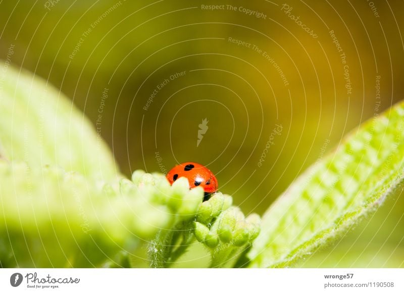 splotch of paint Plant Animal Summer Bushes Leaf Blossom Wild animal Beetle Ladybird Seven-spot ladybird 1 Small Green Red Black Diminutive Spotted Leaf green