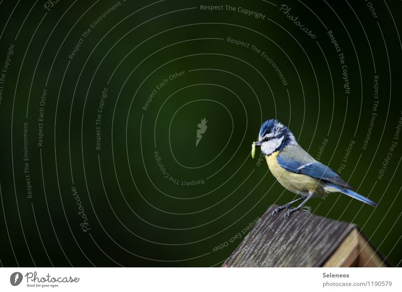 fat prey Environment Nature Animal Spring Garden Farm animal Bird Tit mouse 1 Feeding Parental care Worm Colour photo Exterior shot Deserted Copy Space left