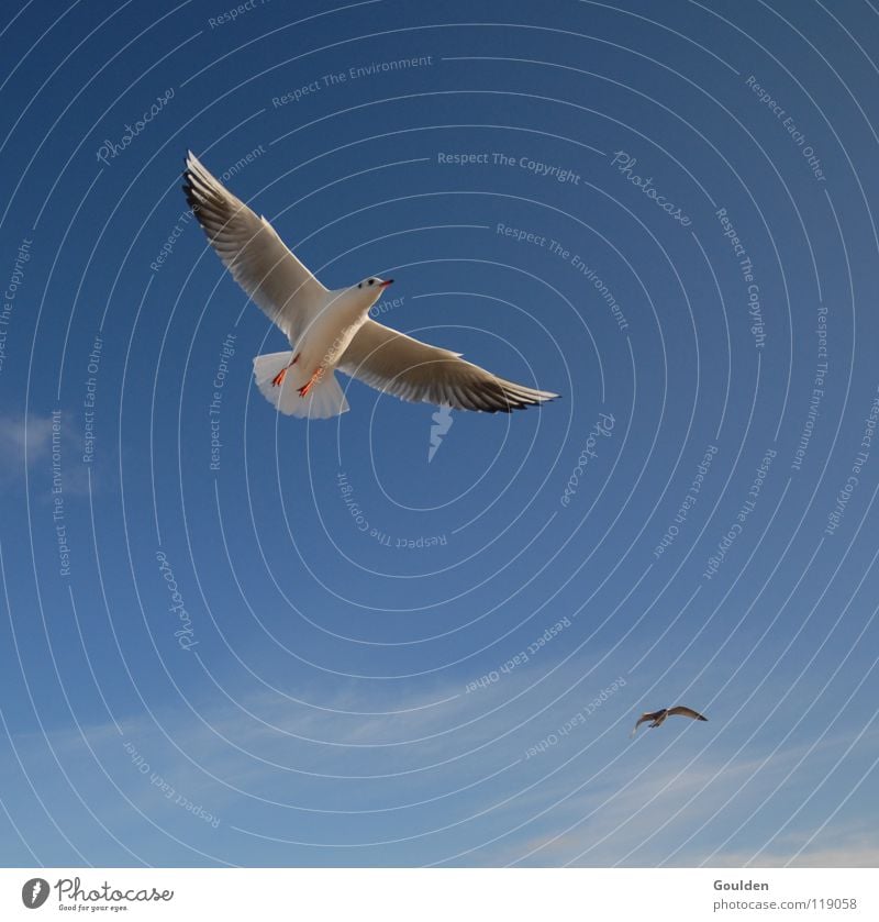 Vochelübawassa 1 Seagull Ocean White Coast Vacation & Travel Sailing Warmth Relaxation Dream Bird Black-headed gull  Waves Beach Air Current Go up Sky Blue