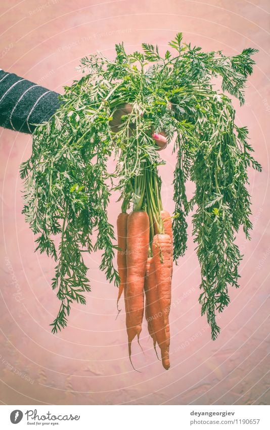 Hand holding carrots Vegetable Nutrition Vegetarian diet Diet Plant Leaf Fresh Natural Green White Carrot isolated food healthy orange ripe Organic Raw Vitamin