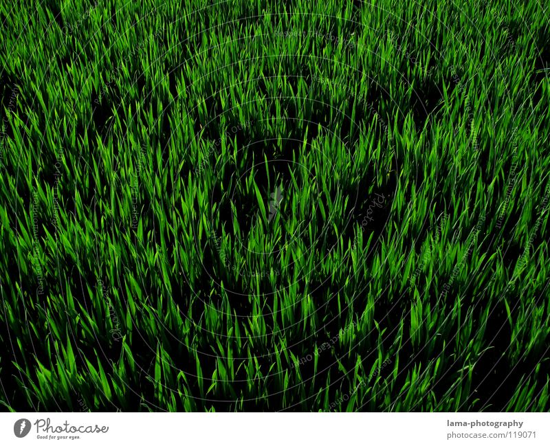 orange Grass Meadow Field Green Blade of grass Spring Summer Juicy Fresh Growth Flourish Sprout Gardener Flower Gaudy Easter egg nest Background picture Pattern