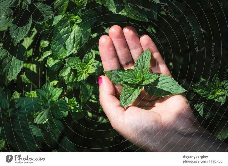 Hands hold mint leaves Vegetable Herbs and spices Garden Gardening Woman Adults Nature Plant Leaf Growth Fresh Green Mint field peppermint food healthy Organic