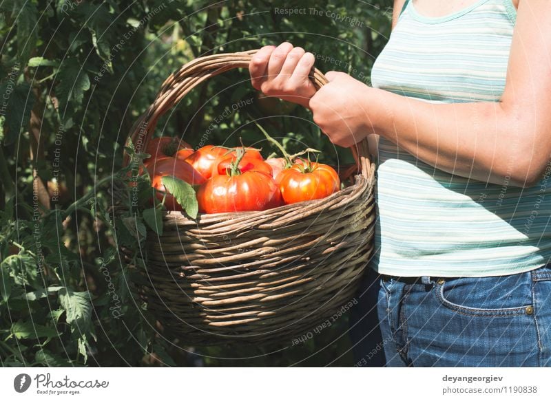 Picking tomatoes in basket. Vegetable Fruit Vegetarian diet Lifestyle Summer Garden Gardening Human being Woman Adults Hand Nature Plant Fresh Natural Green Red