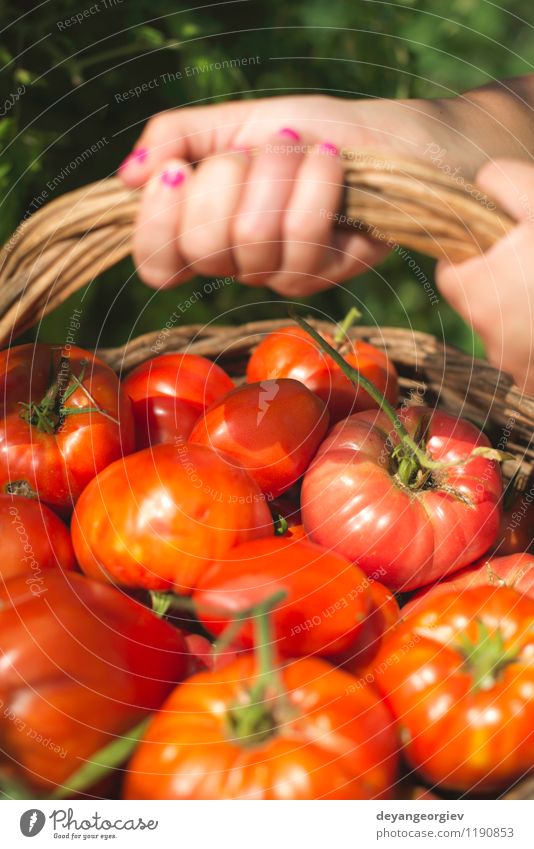 Picking tomatoes in basket Vegetable Fruit Vegetarian diet Lifestyle Summer Garden Gardening Human being Woman Adults Hand Nature Plant Fresh Natural Green Red