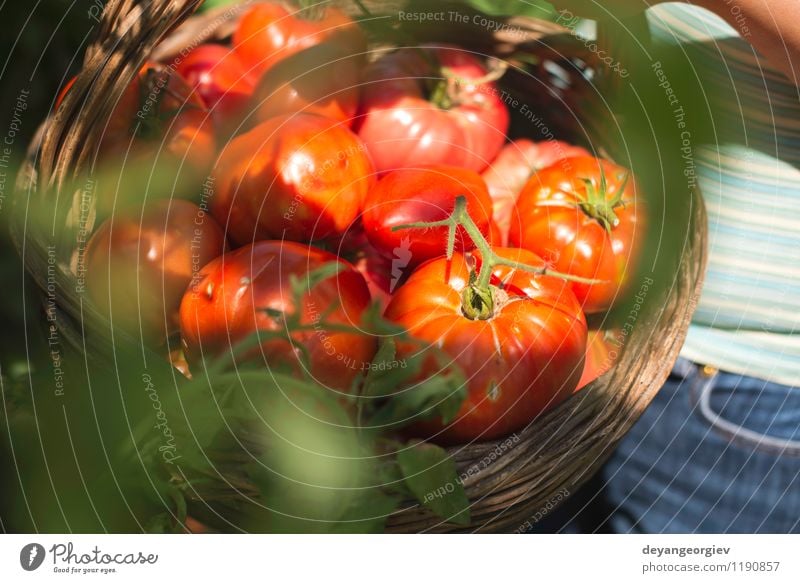 Picking tomatoes in basket Vegetable Fruit Vegetarian diet Lifestyle Summer Garden Gardening Human being Woman Adults Hand Nature Plant Fresh Natural Green Red