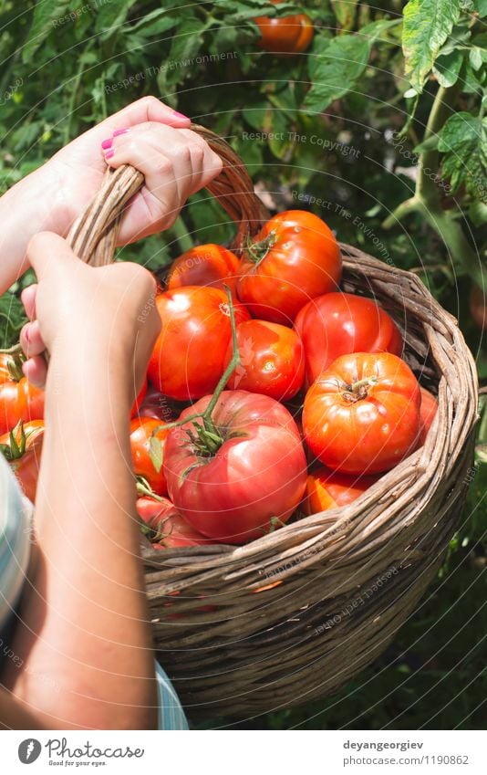 Picking tomatoes in basket Vegetable Fruit Vegetarian diet Lifestyle Summer Garden Gardening Human being Woman Adults Hand Nature Plant Fresh Natural Green Red