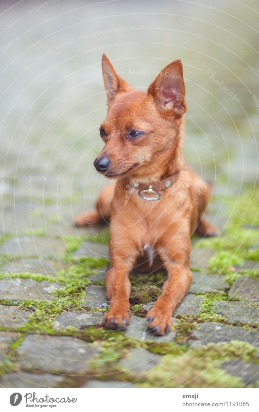 dog Animal Pet Dog Animal face 1 Baby animal Cuddly Small Colour photo Exterior shot Deserted Day Shallow depth of field Animal portrait Full-length