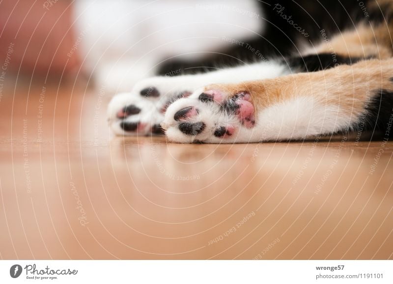 velvet paws Animal Pet Cat Pelt Paw Domestic cat 1 Lie Sleep Cuddly Soft Multicoloured Stationary Cat's paw Colour photo Subdued colour Interior shot Close-up