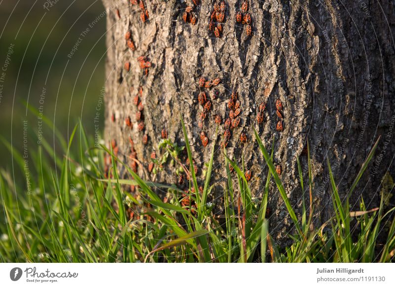 Firebug on the tree Lifestyle Environment Nature Landscape Plant Animal Tree Grass Beetle Group of animals Build Moody Adventure Symbiosis Colour photo