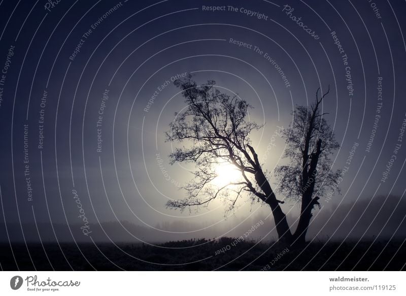 Tree in the morning Fog Meadow Romance Calm Longing Loneliness Sun Sky Landscape Blue Nature Müritz National Park