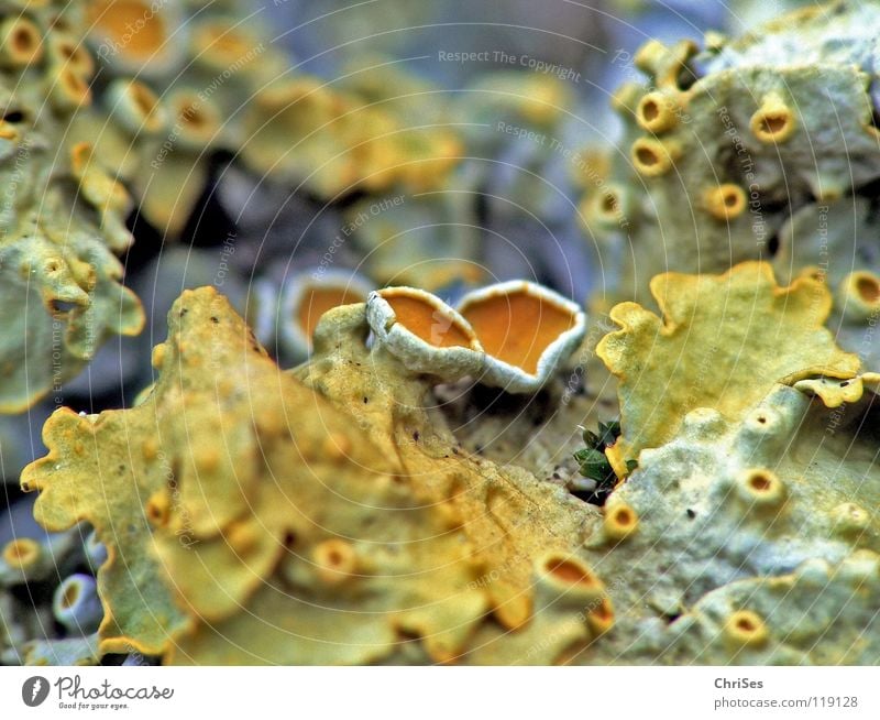 Microcosm (lichens) Plant Wood Small Damp Wet Macro (Extreme close-up) Tree trunk Trailing plant Crawl Yellow Gray Volcanic crater Blossom Close-up Park Bond