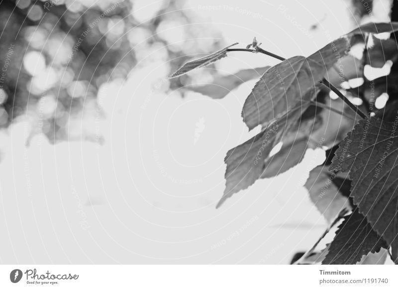 View of the Rhine. Environment Nature Plant Drops of water Summer Beautiful weather Leaf Coast River bank Water Growth Esthetic Simple Natural Gray Black White