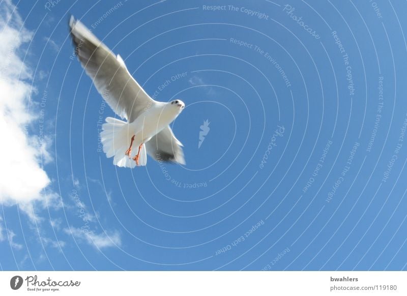 Seagull 2 Bird Summer Clouds Sky Lake Constance Blue Freedom Flying