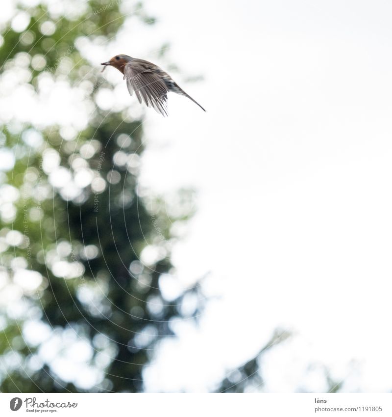 fly Bird Robin redbreast Nature Flying Tree Green