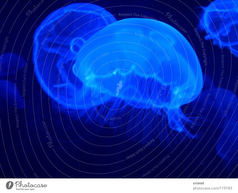 Eared Jellyfish (Aurelia aurita) Nettle animal Aquarium Seafood Ocean medusa Oceanografico Valencia Blue Marine animal umbrella-like figure Fish