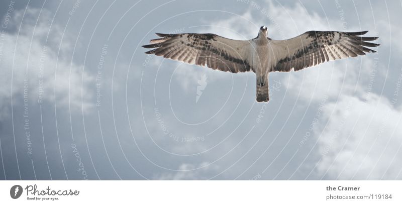 Osprey - Osprey Eagle Bird Animal Feather Sky Wild animal Free Flight of the birds Floating Isolated Image Bright background Copy Space bottom Copy Space left