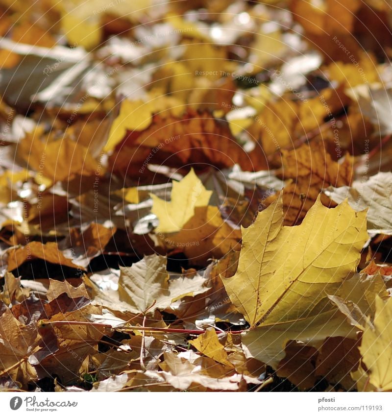 beautiful autumn Autumn Leaf Maple leaf Seasons Yellow Brown Tree Transience October November Calm Exterior shot Autumnal Orange Gold Nature Warmth Branch End