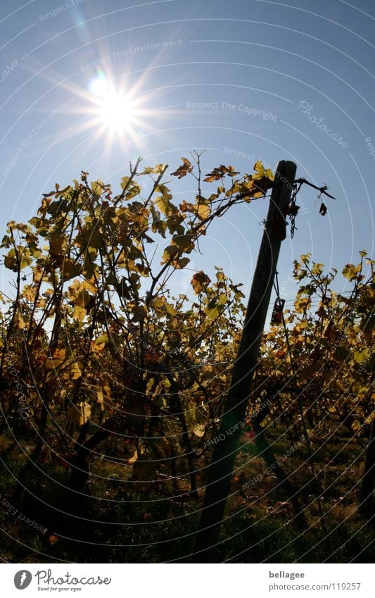 Sunlight in the vines Autumn Vine Vineyard Leaf Limp Back-light Mountain Sky Blue yellow Tilt