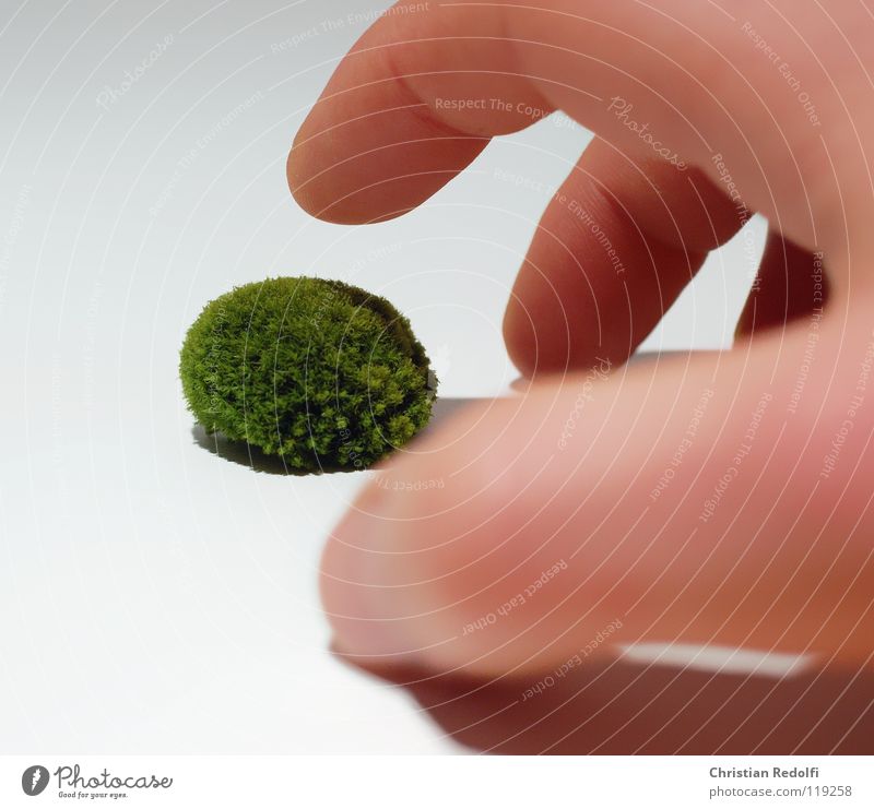 Moss balls Hand Fingers Green Yellow White Greeny-yellow Eukaryote Encalypta Algae Isolated Image Human being Shadow moss ball eucaryotes horn moss green alga