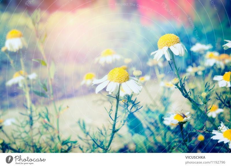 Wild Camomile Lifestyle Style Design Summer Garden Environment Nature Plant Solar eclipse Sunrise Sunset Sunlight Spring Autumn Beautiful weather Flower