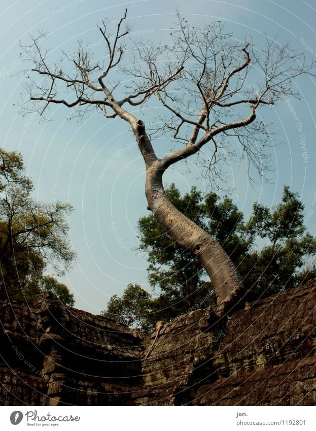 Ta Prohm Tree I Nature Animal Sky Summer Beautiful weather Plant Virgin forest Ruin Manmade structures Architecture Wall (barrier) Wall (building)