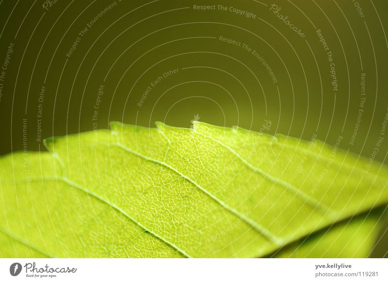 Sheet II Leaf Green Window Reflection Dark green Bright green Macro (Extreme close-up) Close-up Division