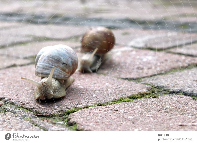 escargots Animal Summer Garden Wild animal Crumpet Vineyard snail 2 Exceptional naturally Slimy Athletic Brown Yellow Gray Green Pink White Patient Effort