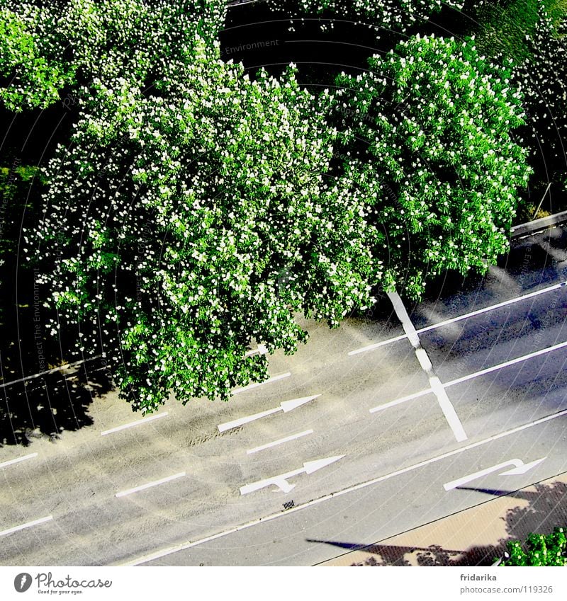 on the track Plant Tree Traffic infrastructure Street Lanes & trails Arrow Gray Green Orientation Exterior shot Aerial photograph Bird's-eye view Treetop