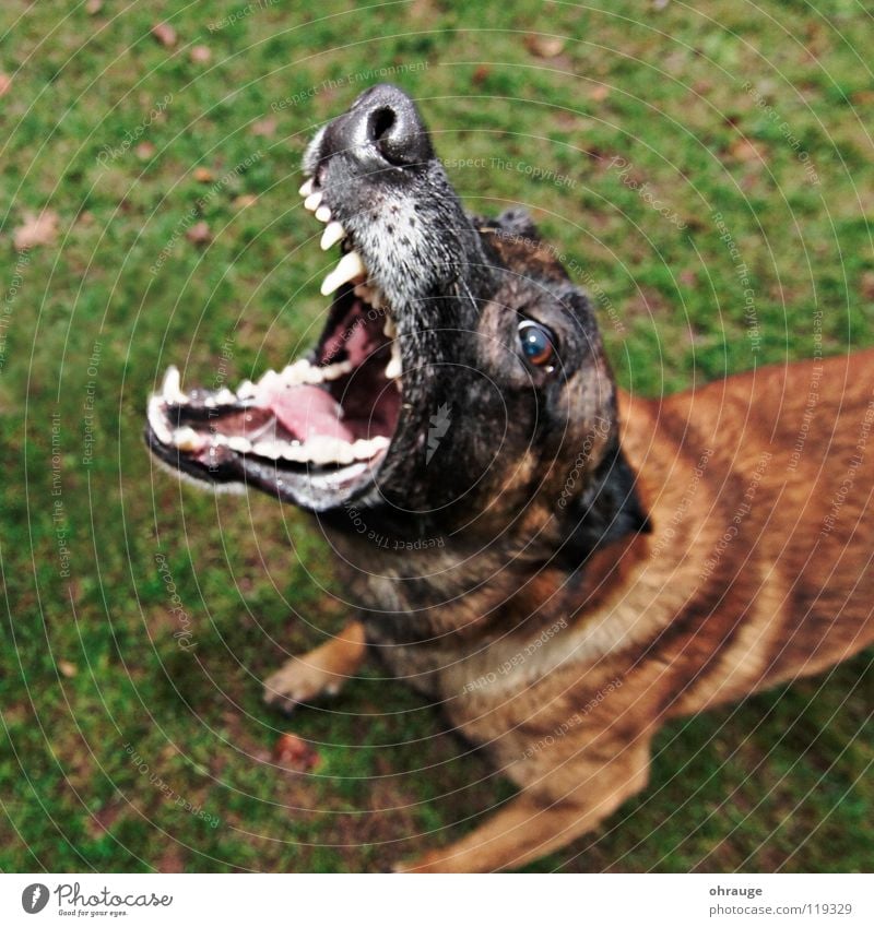 The dog Animal Meadow Pelt Dog Brown Green Fear Dangerous Snout Panic Mammal Malinois Bark Wauwau short-haired Lawn Set of teeth Belgian Exterior shot