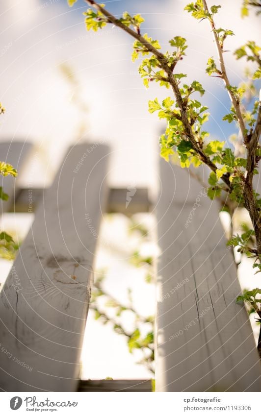 transgressing borders... Plant Beautiful weather Tree Town Fence Colour photo Exterior shot Deserted Copy Space left Shallow depth of field