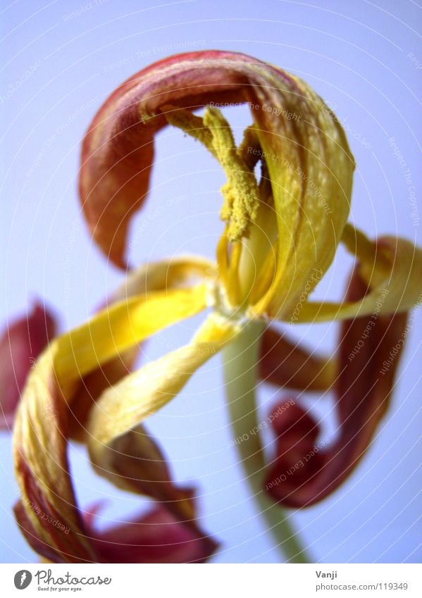 flamingo Plant Flower Delicate Fragile Blossom Blossom leave Pollen Easy Limp Tulip Stalk Transience Spring Nature Smooth Colour Macro (Extreme close-up) Dried