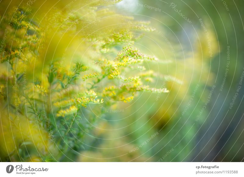 Yellow plants Nature Plant Spring Summer Beautiful weather Blossom Natural Warmth Green Colour photo Exterior shot Deserted Copy Space right Copy Space bottom