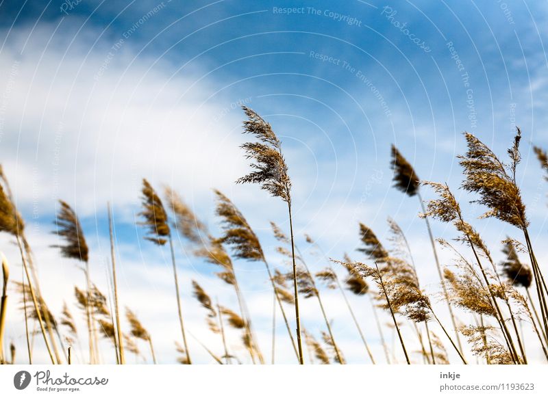 *hachja* Nature Plant Sky Clouds Spring Summer Climate Beautiful weather Grass Wild plant Grass blossom Field Blue Moody Idyll Summery Summer hue Colour photo