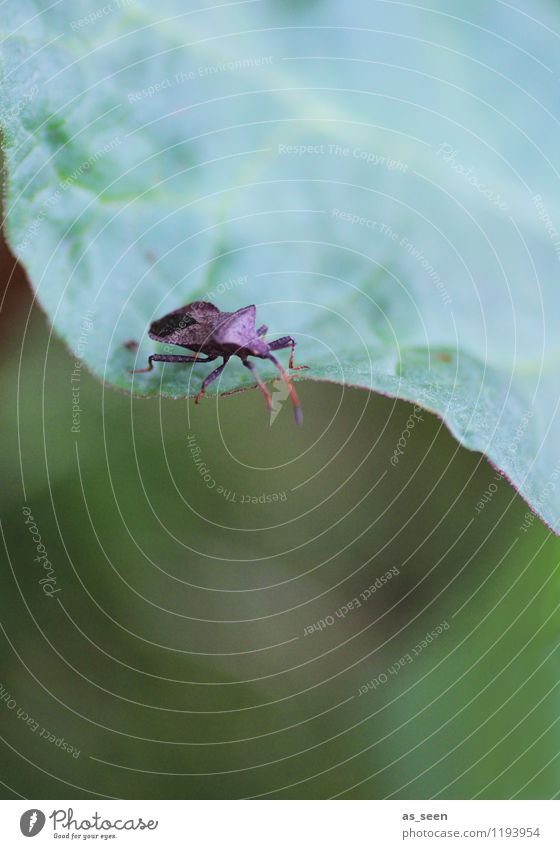 At the edge Rhubarb Organic produce Environment Nature Landscape Plant Animal Spring Summer Climate Leaf Foliage plant Agricultural crop rhubarb leaf Beetle Bug