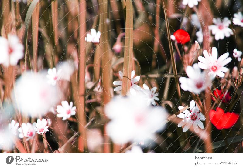 straw Nature Plant Spring Summer Autumn Beautiful weather Flower Grass Leaf Blossom Garden Park Meadow Field Blossoming Fragrance Faded To dry up Growth Summery