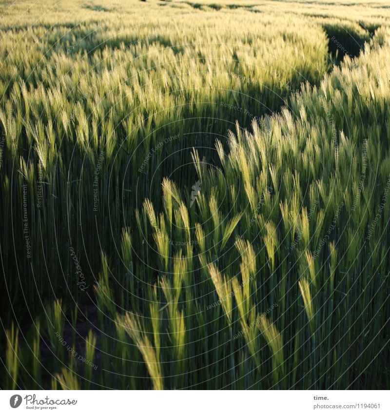 Ground and field day | Farm trellis Grain Nutrition Work and employment Gardening Workplace Agriculture Forestry Environment Nature Landscape Beautiful weather