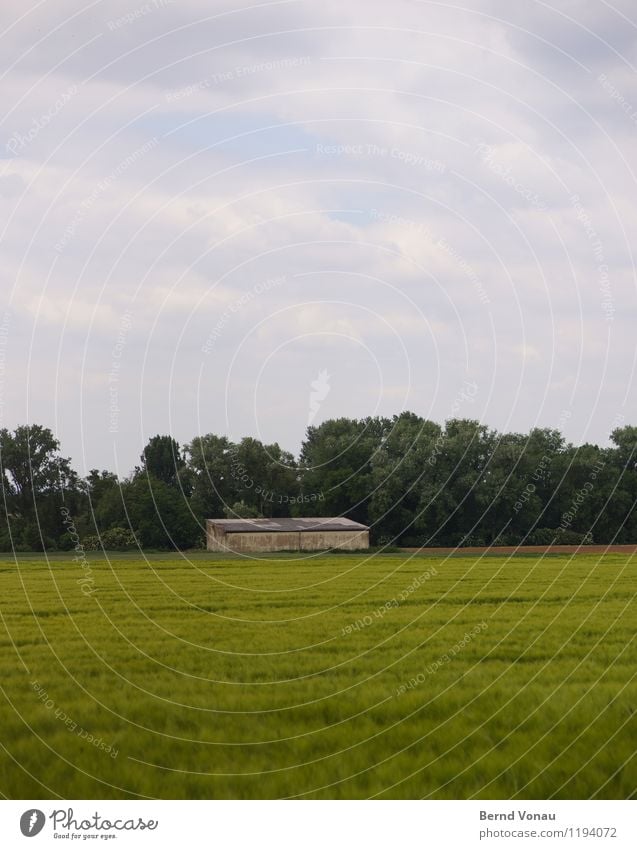 outpost Environment Nature Landscape Sky Clouds Plant Tree Grass Blue Green Barn Loneliness Calm Agriculture Field Growth Grain Wind Building Colour photo