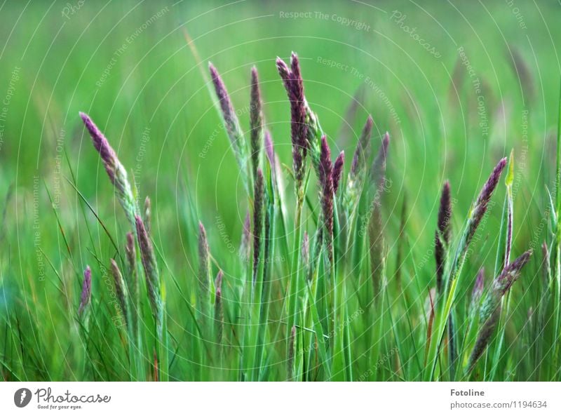 grasses Environment Nature Plant Summer Beautiful weather Grass Meadow Bright Near Natural Green Violet Colour photo Multicoloured Exterior shot Close-up