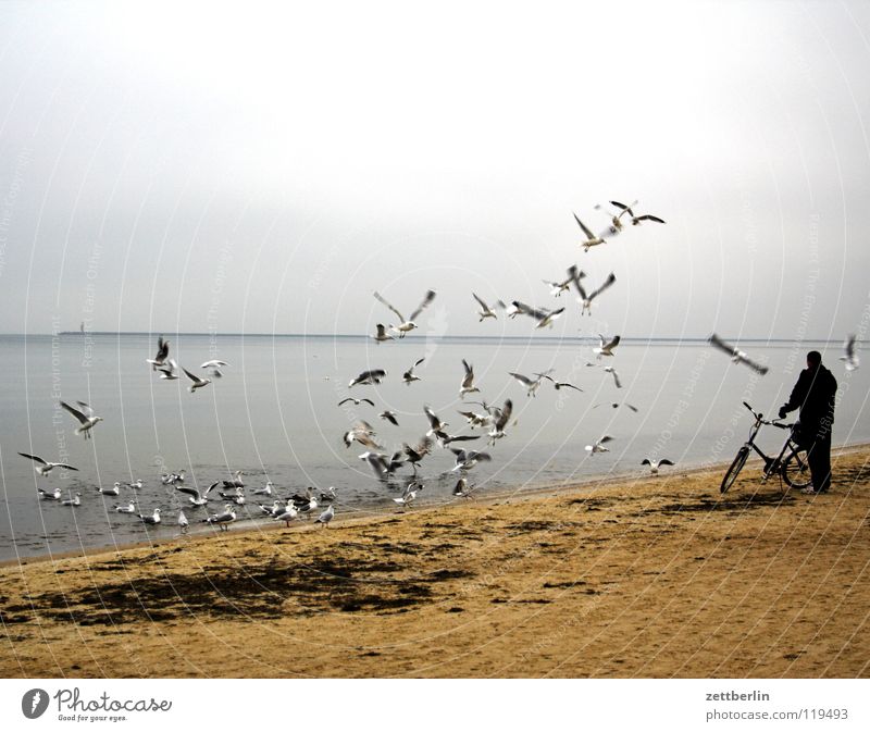 Polish seagulls Seagull Bird Flock of birds Ocean Beach Horizon Lighthouse Usedom Man Bicycle Feeding Stand Cycling tour Walk on the beach Air Off-Season Winter