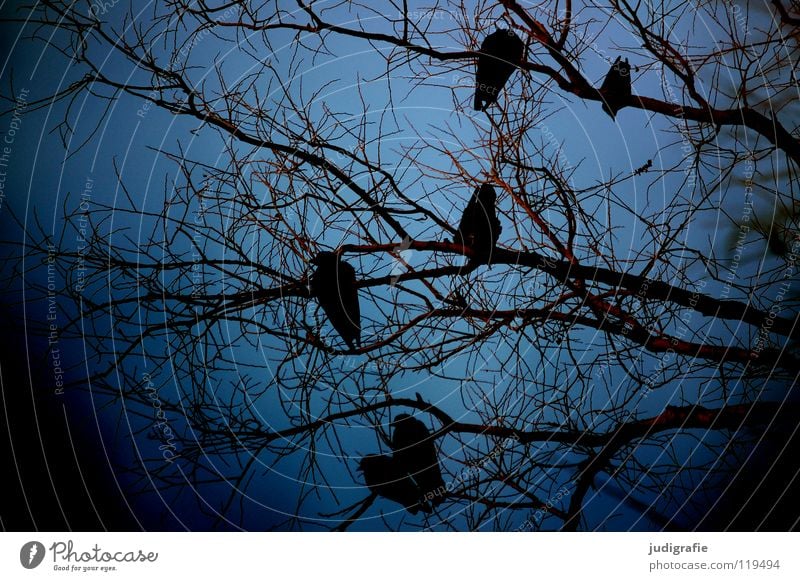 winter blue Tree Crow Rook Treetop Bird Environment Cold 6 Dark Winter Colour Sky Branch Twig Sit Wait Blue Nature Exterior shot