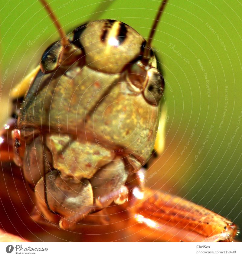 Common Mountain Grasshopper_02 Locust House cricket Green Brown Jump Feeler Summer Insect Animal Living thing Northern Forest Macro (Extreme close-up) Close-up