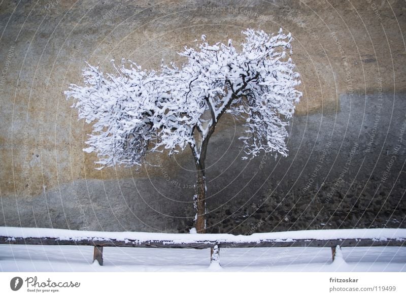 lonely tree Winter Snow Tree glurns Italy Old town Deserted Wall (barrier) Wall (building) Historic Gray Calm Loneliness South Tyrol Fence Vinschgau