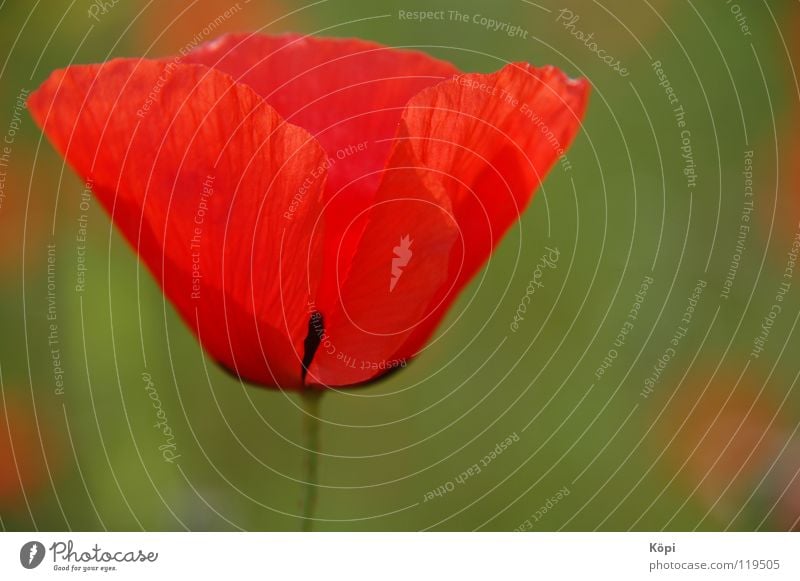 Red I Flower Elegant Poppy May Spring Summer Nature Beautiful