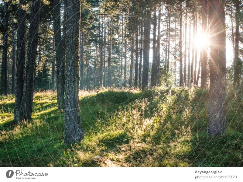 Sunrays in the woods Beautiful Summer Environment Nature Landscape Fog Tree Leaf Forest Bright Green Beech deciduous background light Beauty Photography sunrays